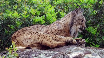 10 MOST DANGEROUS Nocturnal Animals