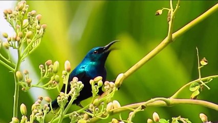 11 HORRIFIC Moments of Birds Eating Other Birds   Pet Spot