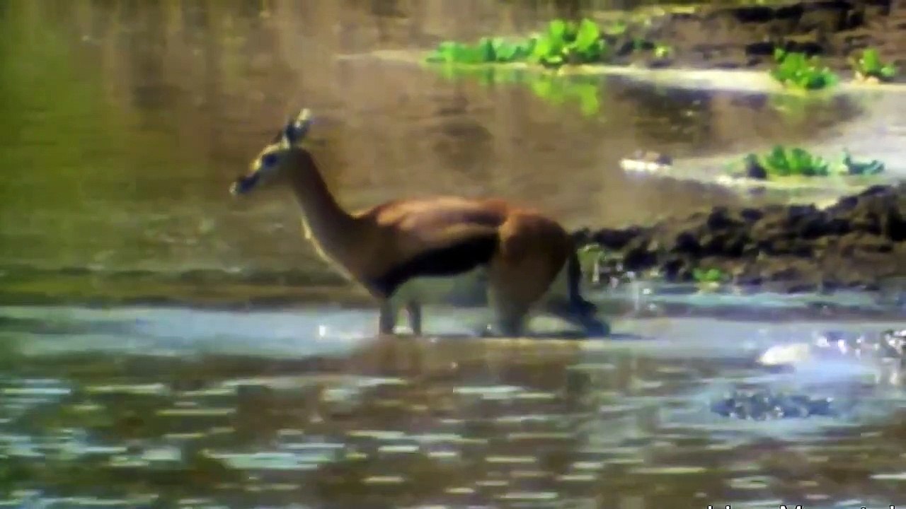 11 INSANE Hunting Moments of Huge and Merciless Crocodiles   Pet Spot