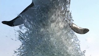Shark Jump Out Of Water  Stop Motion Effect 