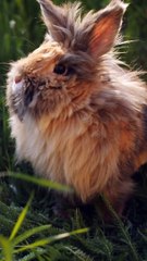 Cutest Bunny ❤️ Cutest Rabbit ❤️ Changed My Live 