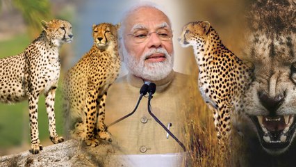 ನರೇಂದ್ರ ಮೋದಿ ಹುಟ್ಟುಹಬ್ಬದ ಆಚರಣೆಗೆ ನಮೀಬಿಯಾದಿಂದ 4 ಚಿರತೆಗಳನ್ನ ಕರೆತಂದಿದ್ಯಾಕೆ? | Oneindia Kannada