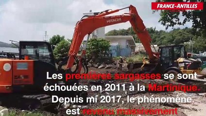 Le fléau des sargasses