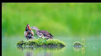 Cute little bird love story