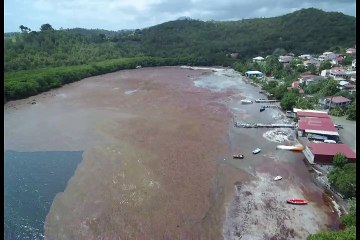 Sargasses vues du ciel François
