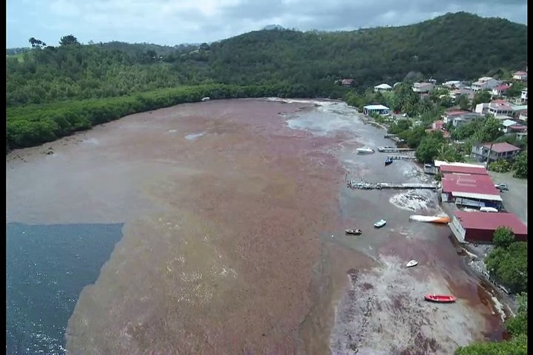 Sargasses vues du ciel François