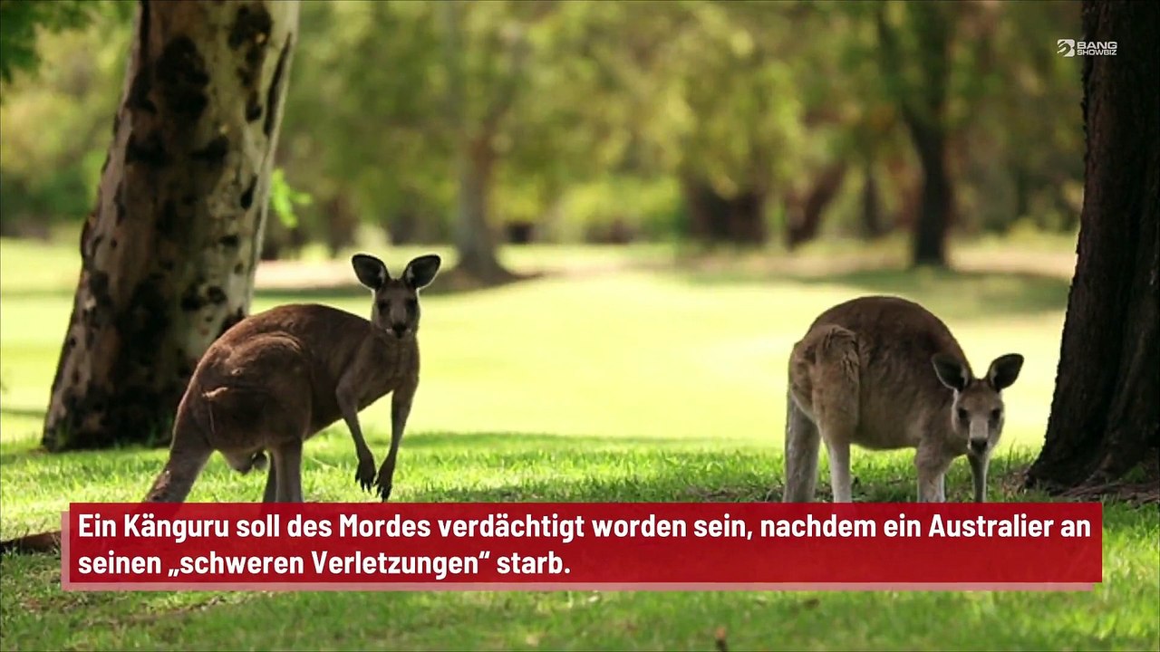 Känguru in Australien des Mordes verdächtigt