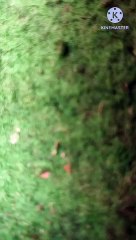 Ganpathi bappa moriya