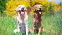 Golden Retriever vs Labrador Retriever - which dog is best for you