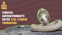 Lucha salvaje: curioso enfrentamiento entre dos cobras venenosas