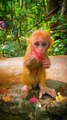 Wow So Beautiful Baby Monkeys Video 2022 - Little Monkeys Eating Time | Animals Funny Videos