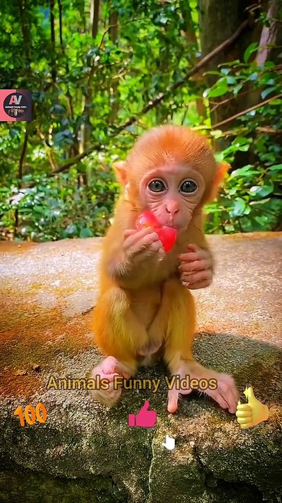 Wow So Beautiful Baby Monkeys Video 2022 - Little Monkeys Eating Time | Animals Funny Videos