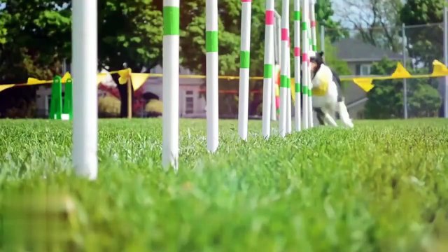 10 Easiest Dog Breeds to Train