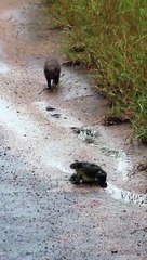 Dwarf Mongoose Spits Out Bullfrog