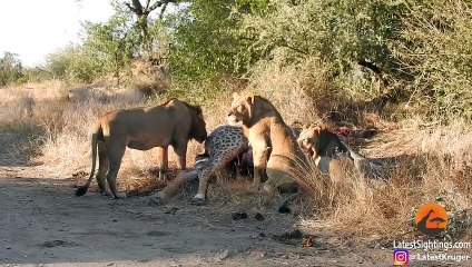 Lion Pulls Out Baby Giraffe From Mother