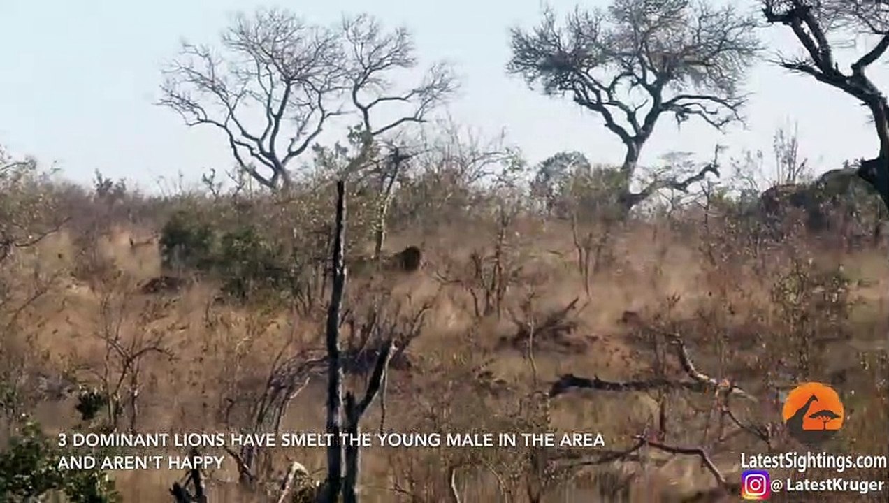 Male Lions Attacking Another Lion Get Interrupted by Elephants & Hippos