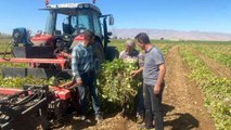 Niğde haberleri... Niğde'de kuru fasulye ve barbunyada 65 bin ton rekolte bekleniyor