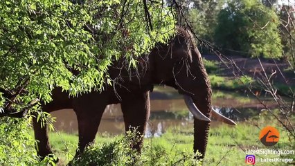 Video herunterladen: Here's What Happens When An Elephant Dies