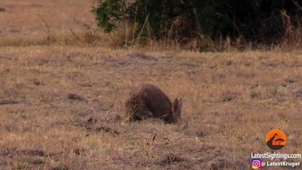 Aardvark (Anteater) Tries to Outrun Hyena in an Epic Chase!
