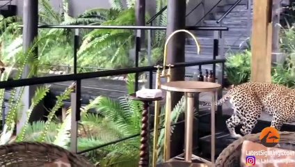 Leopard Walks Amongst People in Restaurant