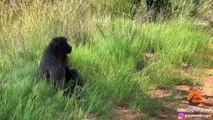 Baboons Steal & Groom 2 Leopard Cubs