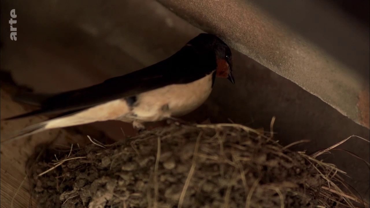 Curiosités animales - Des apparitions magiques : L'hirondelle et le papillon