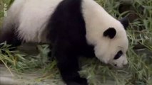 Curiosités animales - Des bébés de taille étrange : le panda géant et le kiwi