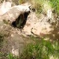 King cobra big battle desert mongoose attacks of animal