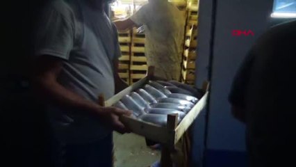 AKÇAKOCA'DA BALIKÇILAR, 250 TON PALAMUT AVLADI