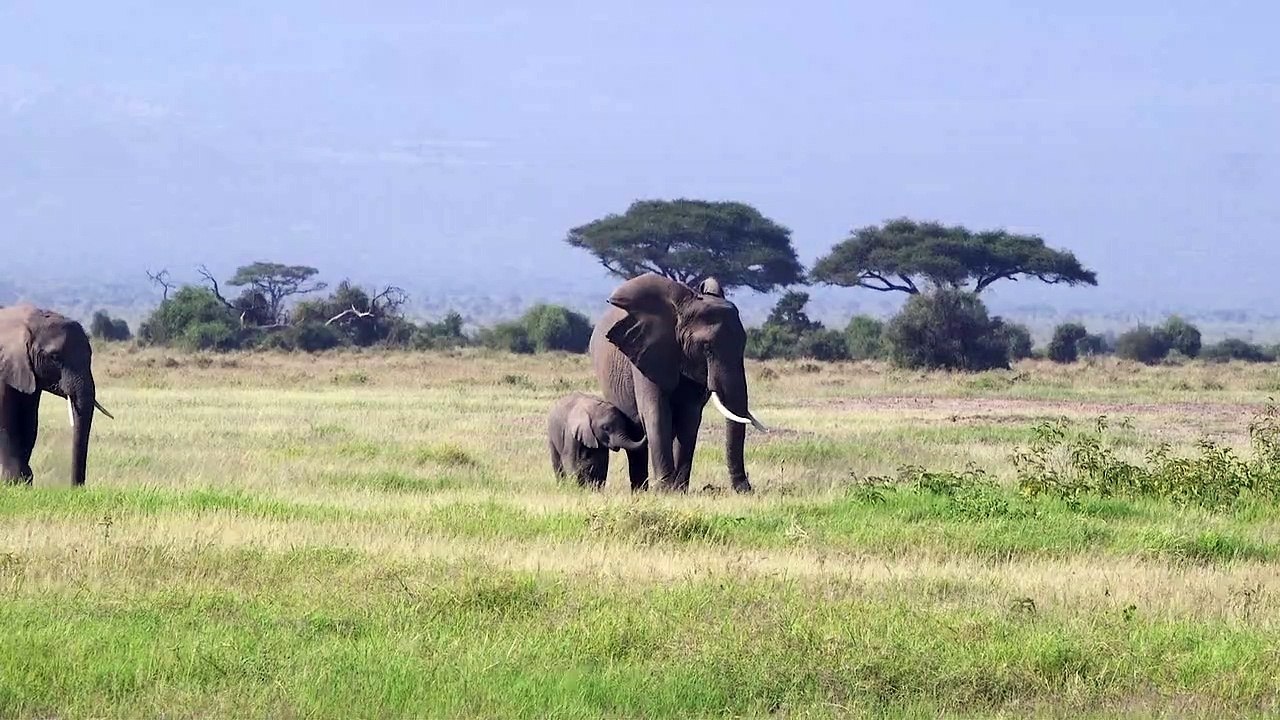 NEW ELEPHANT VIDEO