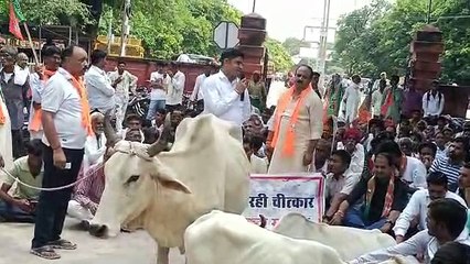 सवाईमाधोपुर कलक्ट्रेट परिसर में गोवंश के साथ पर प्रदर्शन करते भाजपा कार्यकर्ता।