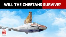 Project Cheetah: What are the challenges after the translocation of Cheetahs from Namibia?