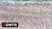 Stunning footage shows tens of thousands of birds crammed onto a tiny island in Norfolk for the winter roost
