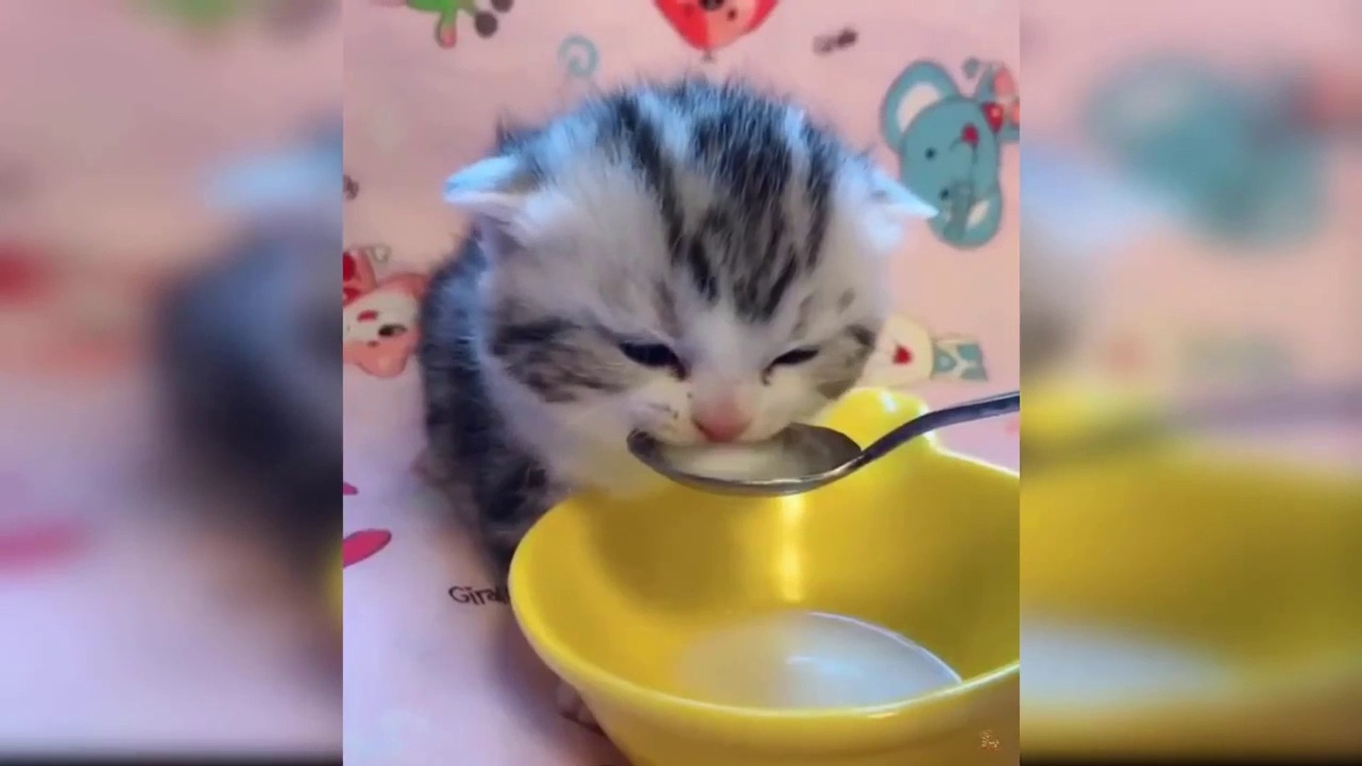 ⁣Funny pets moment video