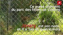 Javary, le nouveau puma qui ravit le zoo de Guyane