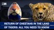 The Return Of Cheetah: When And How They Are Been Brought To India| PM Modi Birthday| Tiger| Namibia