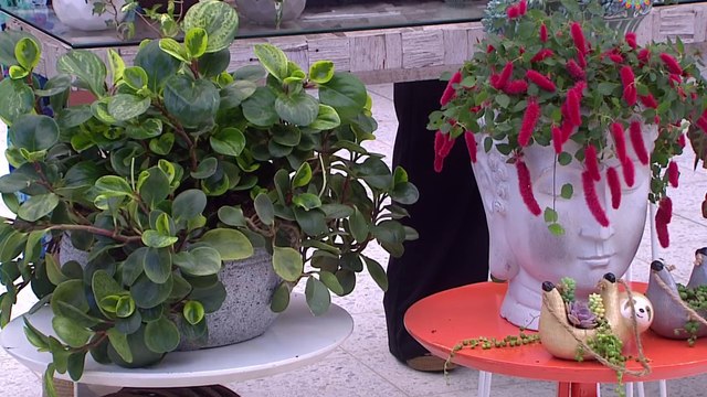 bd-plantas-colgantes-160922