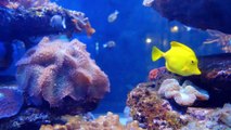AMAZING FISHES. FISH. FUNNY VIDEO. MOST FUNNY VIDEOS. FUNNY KING.FUNNY FISH