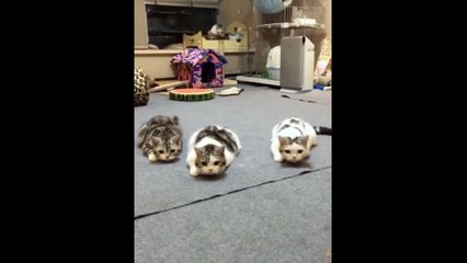 Kucing lucu gemesin | Chocorama