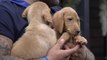 Seven Labrador puppies saved from lay-by in Sittingbourne
