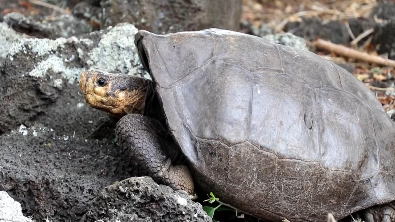 Fernanda, la tortuga de Galápagos que se creía extinta