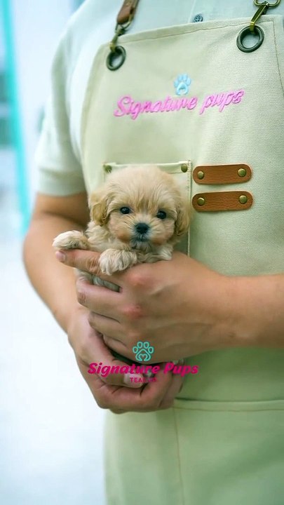 Puppy❤️. SUBSCRIBE FOR MORE