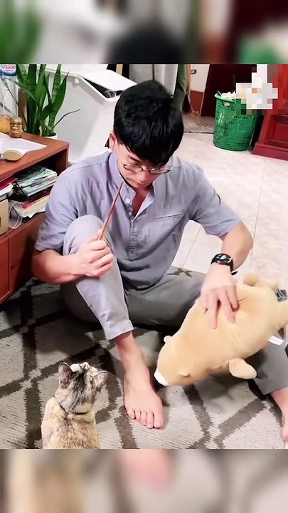Dogs and Cats Reactions Videos 2022 l Funny Dogs & Cats Videos l Try not to laugh