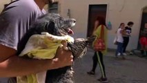 Marche, salvano cane dopo l'alluvione: 