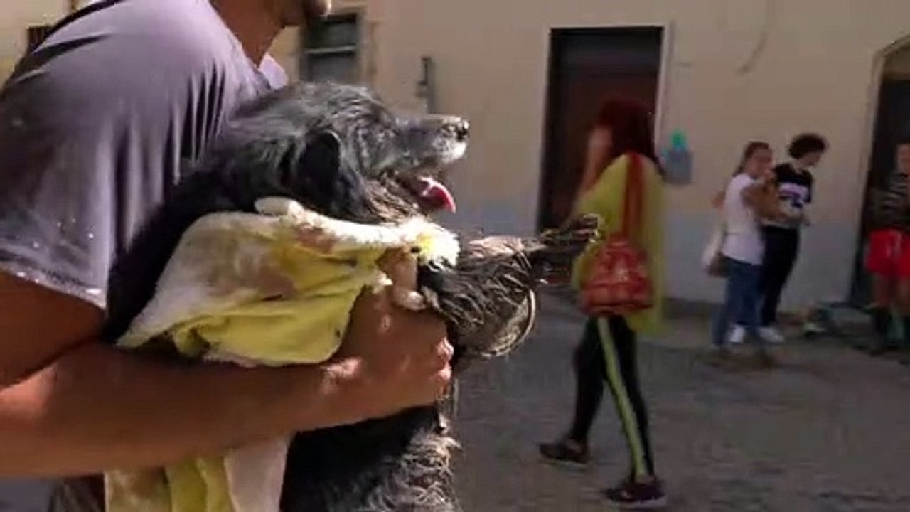Marche, salvano cane dopo l'alluvione: "Lui sta bene, ora andiamo avanti"