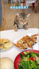 Ce chat a faim et il le fait savoir