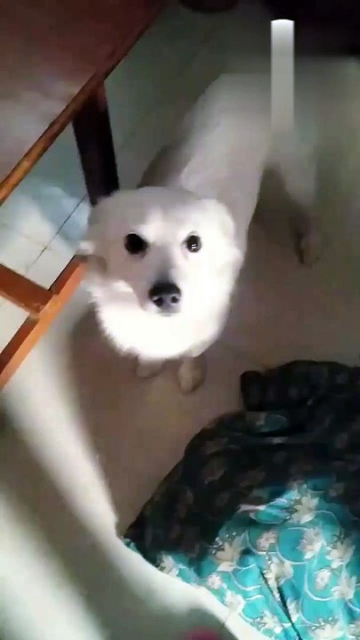 Meet new Dog first time