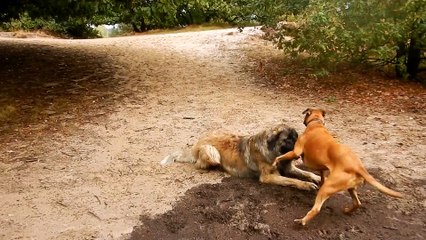 Patou tames a Leonberger