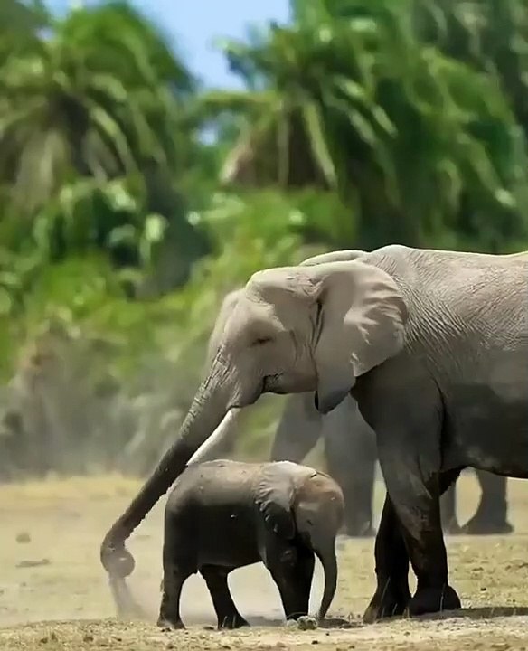 Elephant enjoying a dust bath
