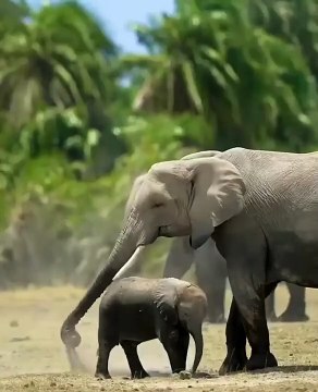 Elephant enjoying a dust bath